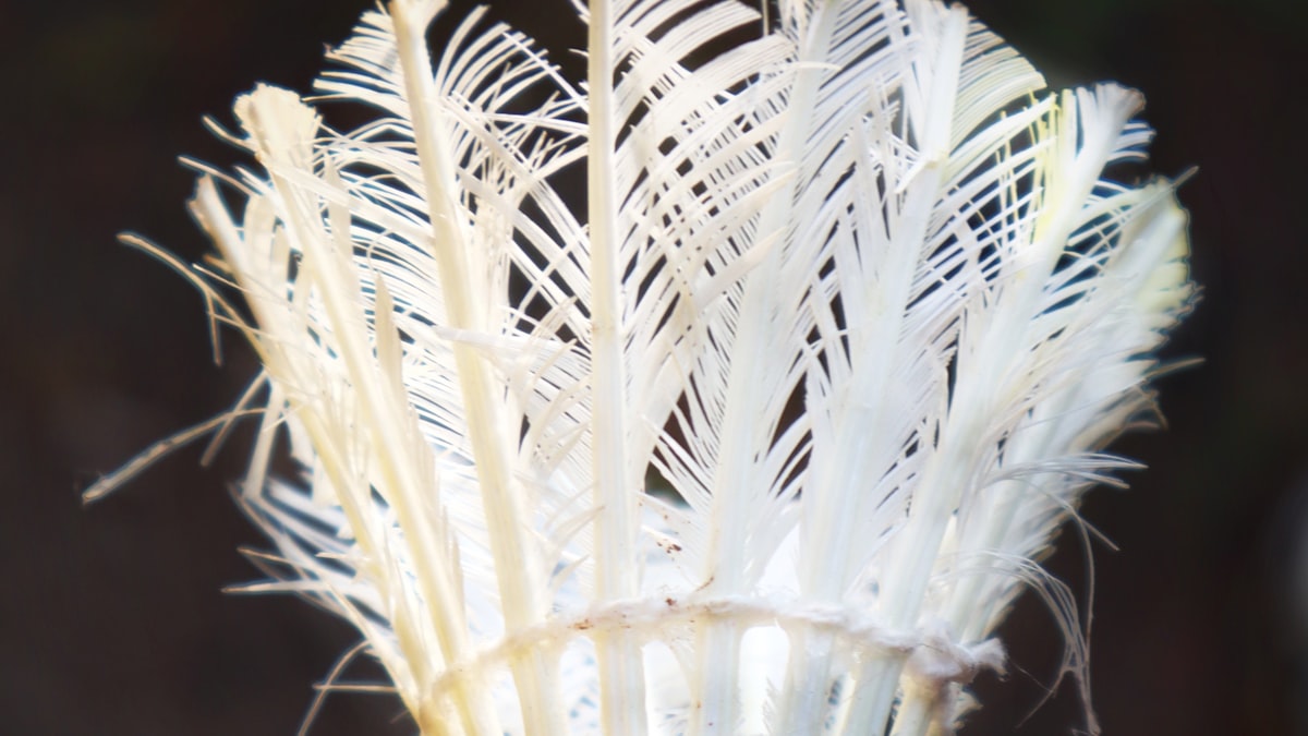 Extreme close-up of a real feather shuttlecock, showing the individual goose feathers and cork base